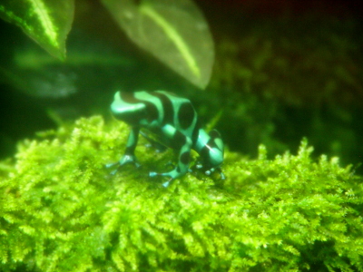 [The frog has bands of black and turquoise across its body and its toes. The from sits on light green vegetation.]